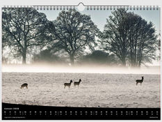 4 Stücken Rehwild stehen im Nebel auf einem mit Schnee bedeckten Feld und Bäumen im Hintergrund