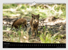ein kleines Wildschwein bzw Überläufer mit einem Blatt am Rüssel in der Bildmitte schaut in Richtung Kamera