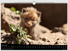 ein Jungfuchs der vermutlich erst einige Tage alt ist mit sehr flauschigem Fell schaut direkt in die Kamera