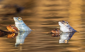 Auf diesem Bild sieht man 2 Moorfroschpärchen, wobei dei Männchen blau gefärbt sind. Sie schauen aus dem Wasser im Abendlicht der Sonne wobei sich die Umgebung als Wellenschleier im wasser spiegelt.