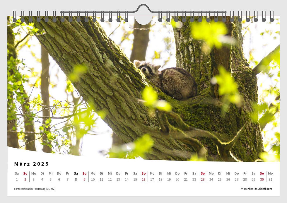 Miniaturbild: Wildtiere in Mecklenburg