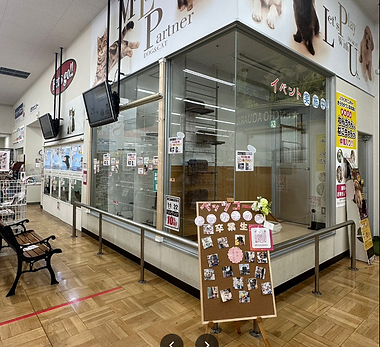 ペッツゴー浜北店の店内(静岡県浜松市浜名区のペットショップ)