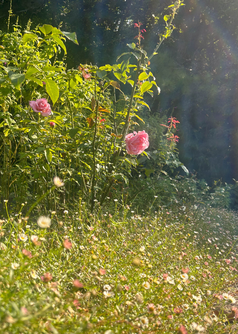 Rose
-Captured with a DSLR camera
-ISO 100
-Aperture 5.6
-Shutter speed 1/100th
-Edited using Lightroom