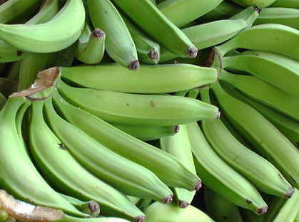 Platano Verde.JPG
