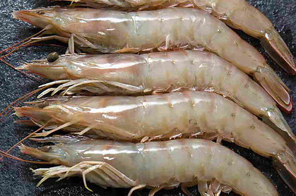 LANGOSTINO.jpg