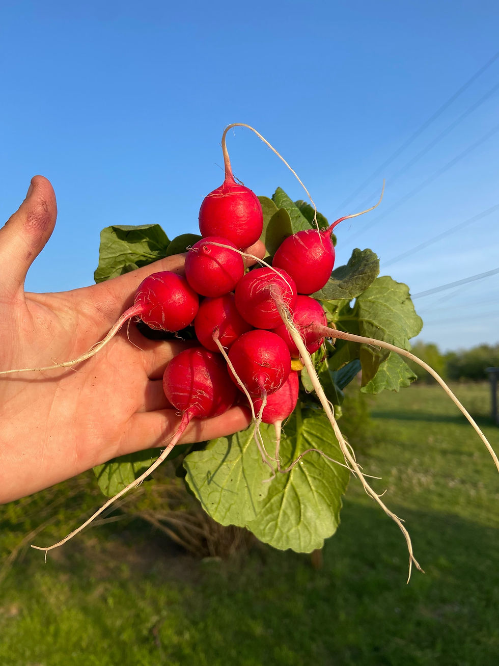 VEGETABLES I ABERDEEN ACRES HOMESTEAD