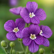 purple violet flowers