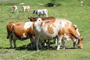 Kuhweide
