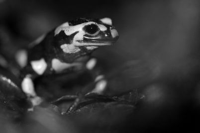 forêt, amphibien, urodèle