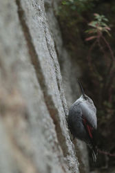 Château de Langoiran