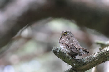 Préalpes d'Azur Chevêchette d'Europe