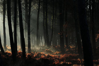 Forêt des Landes, Belin-Beliet