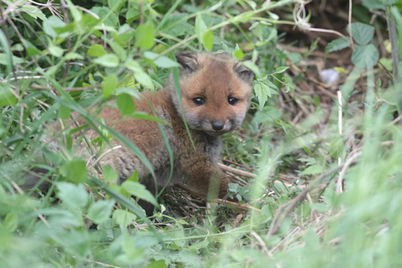 Marais de l'Essonne, réserve, renardeau