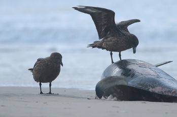 Catharacta skua, échouage, La-Teste-de-Buch, wharf, dauphin