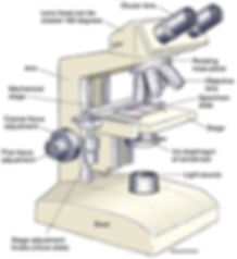 Compound-Microscope.jpeg