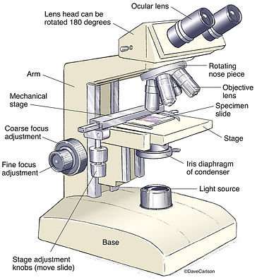 Compound-Microscope.jpeg