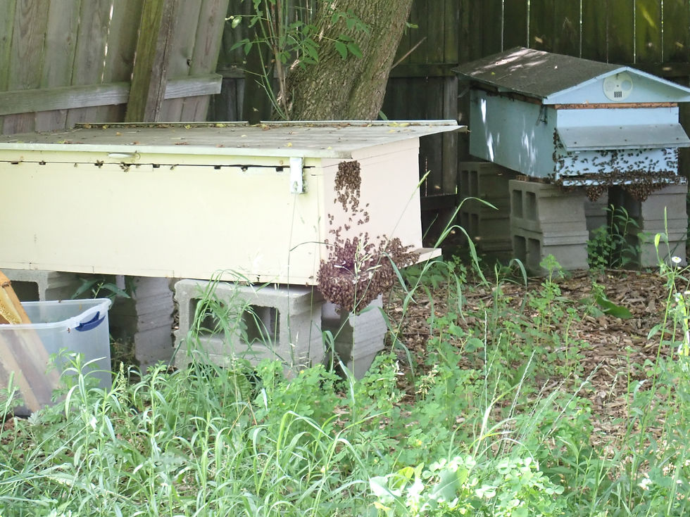 My poor, struggling hives not treated for varroa