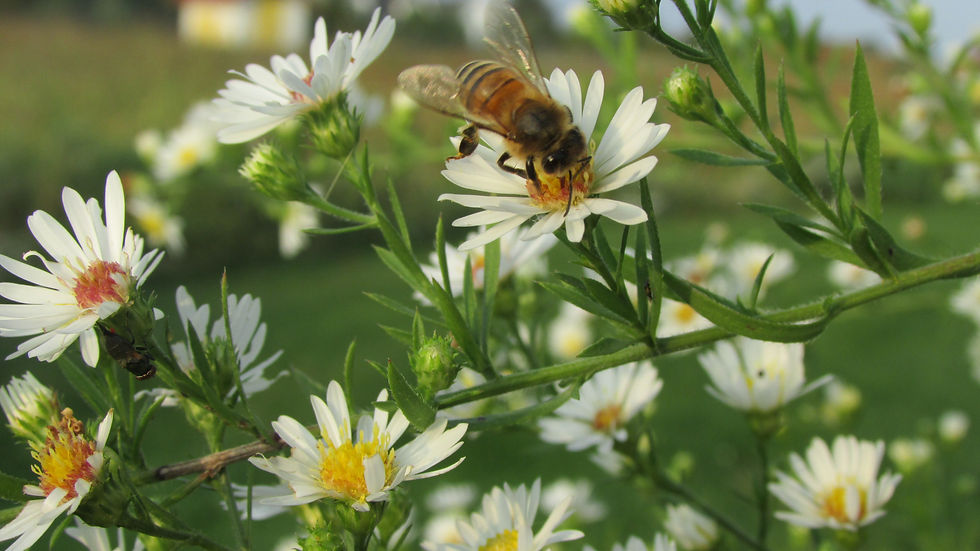 bee on aster
