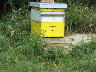 Moving honey around for winter