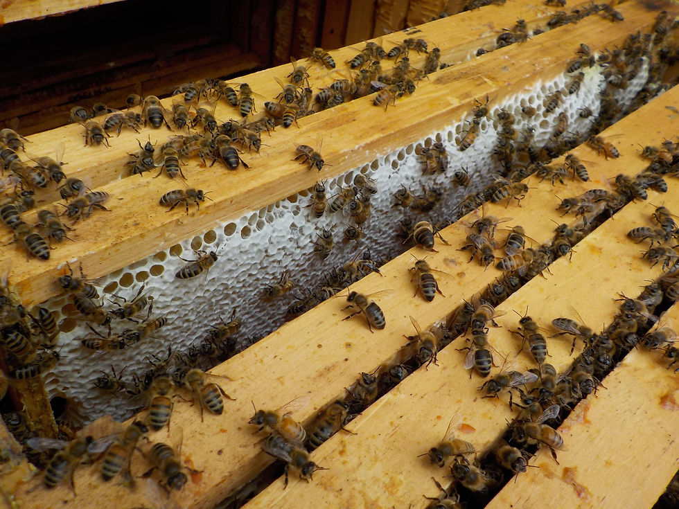 Honey!!!