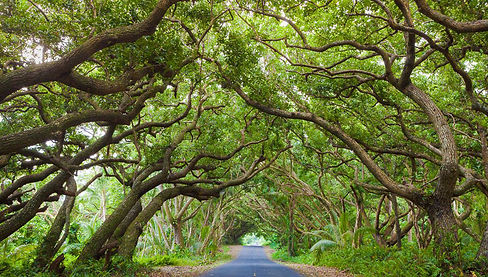 hawaii-tree-tunnel.jpg