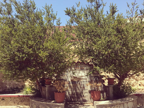 Ode to Mother Mary and the Sacred Myrtle Trees