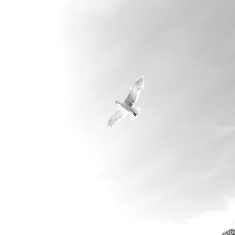 the migration