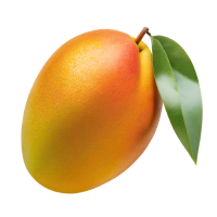 Ripe mango with green leaf, isolated on a black background.