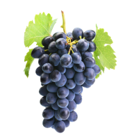 Bunch of ripe grapes with green leaves, close-up shot, isolated on black background.