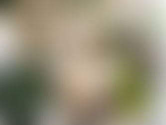 Plantas para colocar no seu banheiro