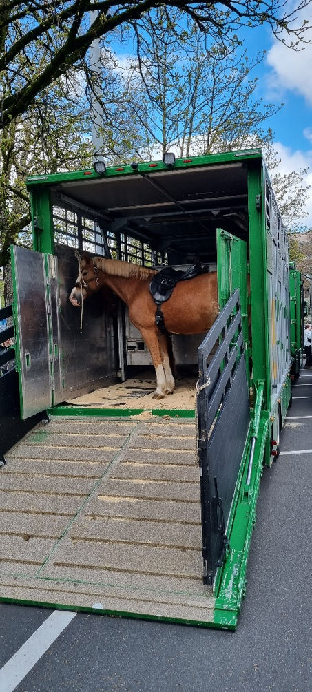 raschle_tiertransporte2.jpg