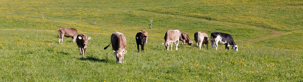 B&S HerdControl Datamars