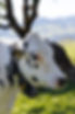 B&S HerdControl Datamars