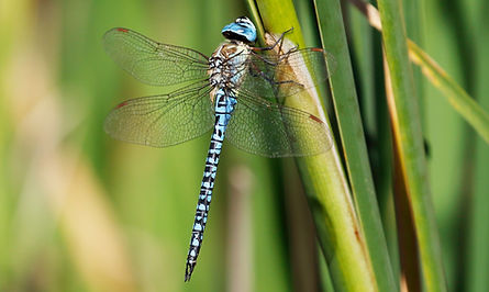 naturgruen_gartengestaltung_niederbueren_gossau-11