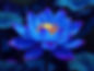 Blue Lotus.jpg