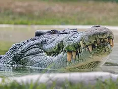 Crocodile