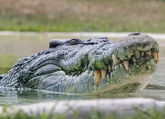 crocodile.webp