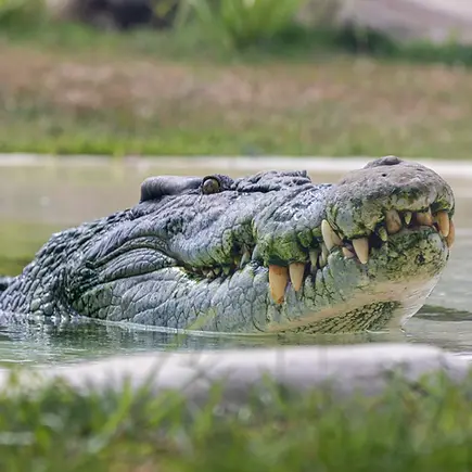 crocodile.webp