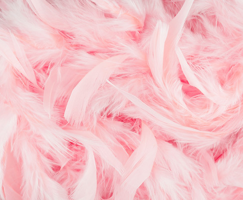 Las plumas de color rosa