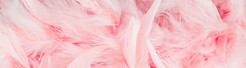 Pink Feathers