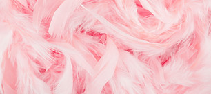Pink Feathers