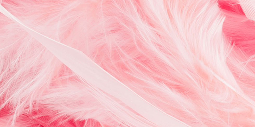 Soft pink feathers