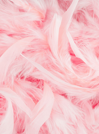 Pink Feathers