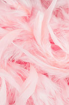 Pink Feathers