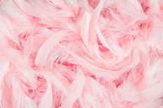 Pink Feathers