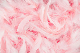 Pink Feathers