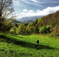 The hills are alive