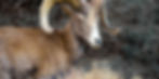 Big Horn sheep in national park, hoover dam lodge