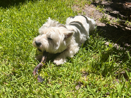 I have jaws of steel