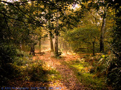 wood walk